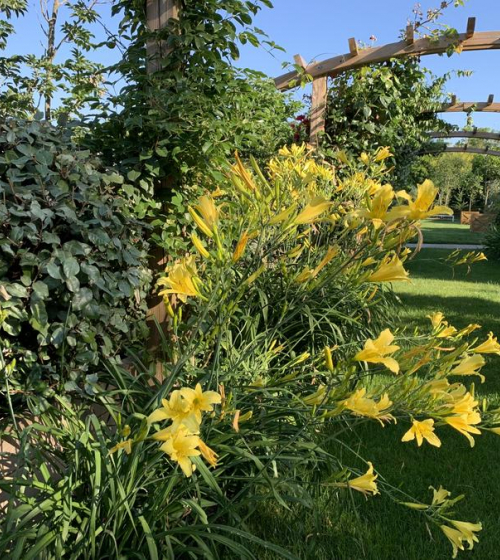 creation-plantation-jardins-exception-95-4