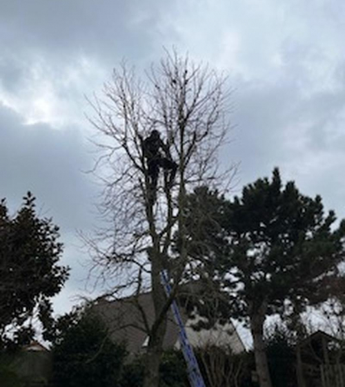 abatage-elagage-arbres-val-d-oise-95-entreprise-elagage-abatage-11