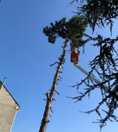 abatage-elagage-arbres-val-d-oise-95-entreprise-elagage-abatage-12