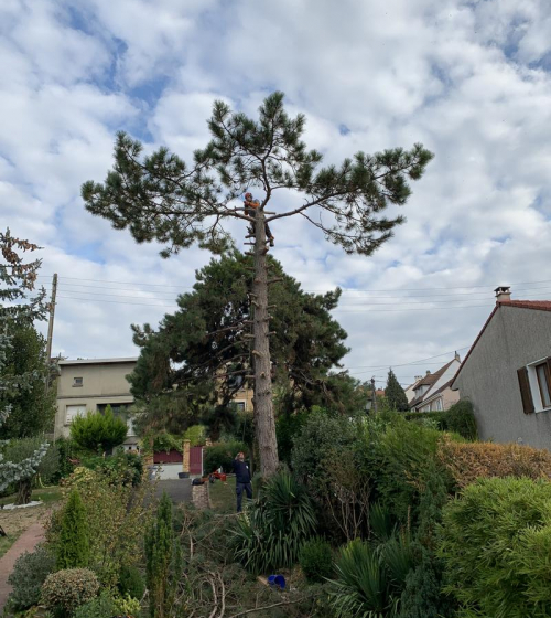 abatage-elagage-arbres-val-d-oise-95-entreprise-elagage-abatage-2