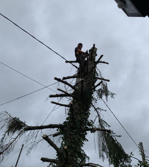 abatage-elagage-arbres-val-d-oise-95-entreprise-elagage-abatage-3