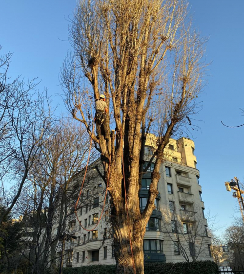 abatage-elagage-arbres-val-d-oise-95-entreprise-elagage-abatage-4