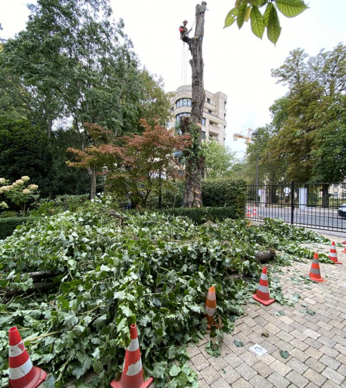 abatage-elagage-arbres-val-d-oise-95-entreprise-elagage-abatage-5