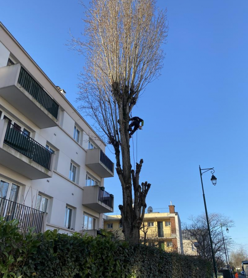 abatage-elagage-arbres-val-d-oise-95-entreprise-elagage-abatage-6