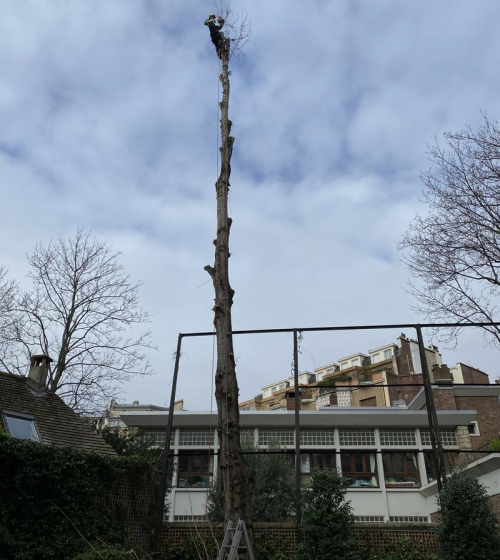 abatage-elagage-arbres-val-d-oise-95-entreprise-elagage-abatage-7