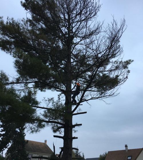 abatage-elagage-arbres-val-d-oise-95-entreprise-elagage-abatage-9