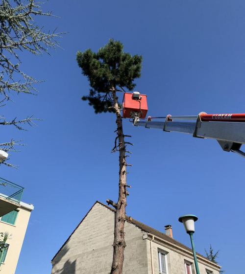 abatage-elagage-arbres-val-d-oise-95-entreprise-elagage-abatage