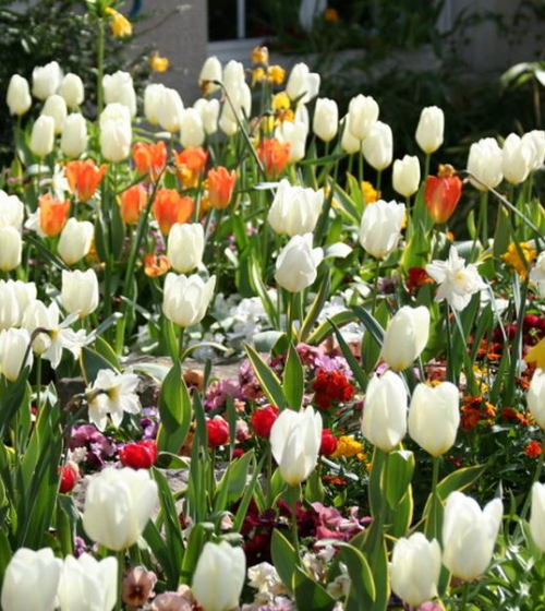 creation-de-massif-plantation-fleurissement-95-1