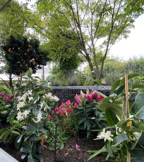 creation-de-massif-plantation-fleurissement-95-19