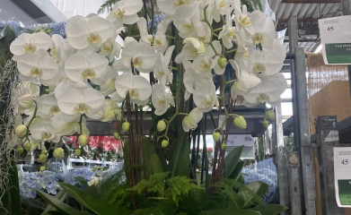 plantes-interieur-paysagiste-interieur-val-d-oise-95-2