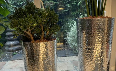 plantes-interieur-paysagiste-interieur-val-d-oise-95-3