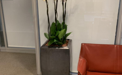 plantes-interieur-paysagiste-interieur-val-d-oise-95-4