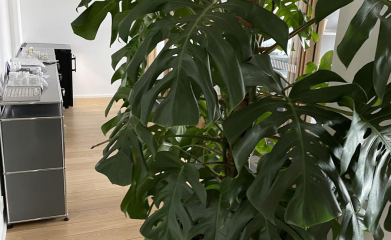 plantes-interieur-paysagiste-interieur-val-d-oise-95-5