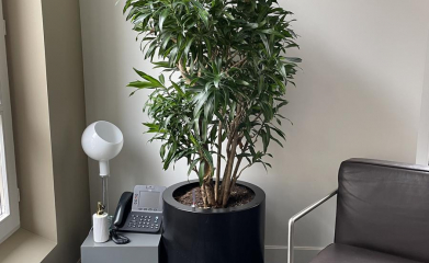 plantes-interieur-paysagiste-interieur-val-d-oise-95-6
