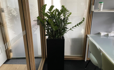 plantes-interieur-paysagiste-interieur-val-d-oise-95-7