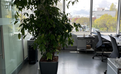 plantes-interieur-paysagiste-interieur-val-d-oise-95-94