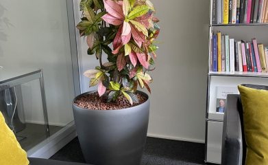 plantes-interieur-paysagiste-interieur-val-d-oise-95-95