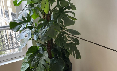 plantes-interieur-paysagiste-interieur-val-d-oise-95-97