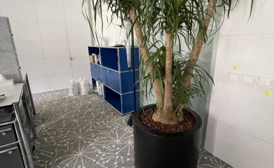 plantes-interieur-paysagiste-interieur-val-d-oise-95-98