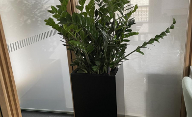 plantes-interieur-paysagiste-interieur-val-d-oise-95-99
