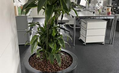 plantes-interieur-paysagiste-interieur-val-d-oise-95