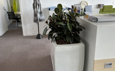 installation-plantes-interieur-en-entreprise-95-2