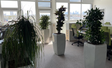 installation-plantes-interieur-en-entreprise-95-6