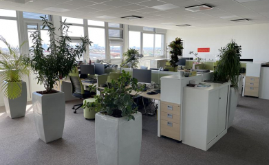 installation-plantes-interieur-en-entreprise-95-7