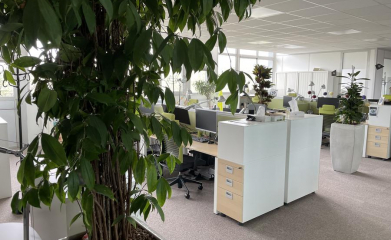 installation-plantes-interieur-en-entreprise-95-93