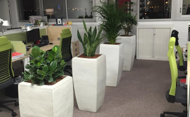 installation-plantes-interieur-en-entreprise-95-94