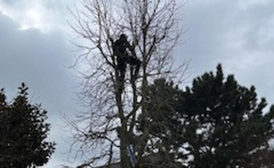 abatage-elagage-arbres-val-d-oise-95-entreprise-elagage-abatage-11