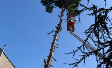 abatage-elagage-arbres-val-d-oise-95-entreprise-elagage-abatage-12