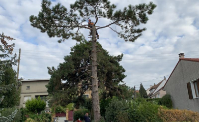 abatage-elagage-arbres-val-d-oise-95-entreprise-elagage-abatage-2