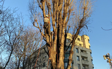 abatage-elagage-arbres-val-d-oise-95-entreprise-elagage-abatage-4