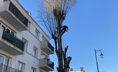 abatage-elagage-arbres-val-d-oise-95-entreprise-elagage-abatage-6