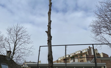 abatage-elagage-arbres-val-d-oise-95-entreprise-elagage-abatage-7