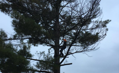 abatage-elagage-arbres-val-d-oise-95-entreprise-elagage-abatage-9