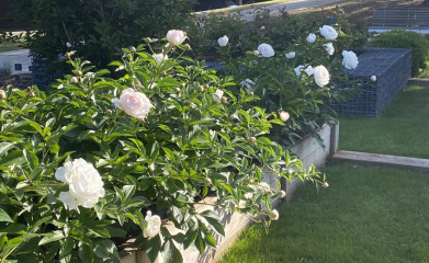 creation-de-massif-plantation-fleurissement-95-10
