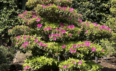 creation-de-massif-plantation-fleurissement-95-12
